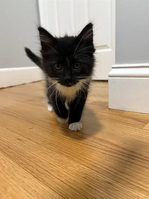 A baby medium-sized female Domestic Long Hair cat named Puffin for adoption in Boston, MA
