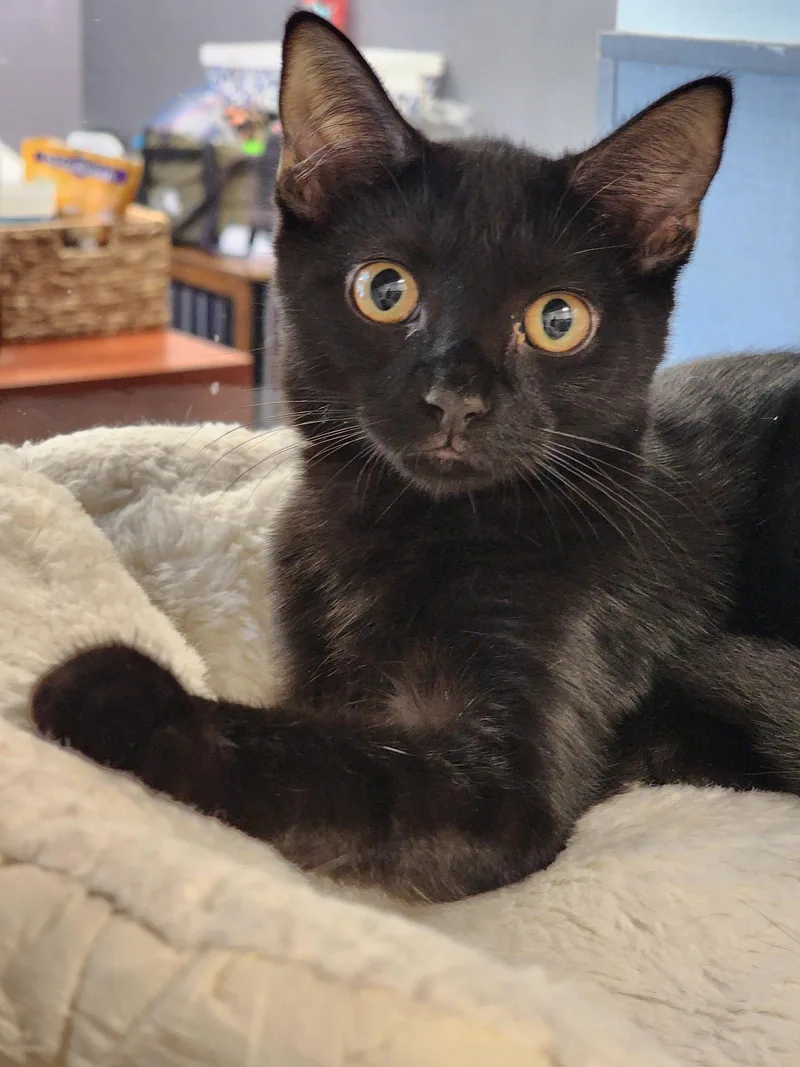A baby medium-sized male Black Domestic Short Hair cat named Lucas for adoption in Hilton Head Island, SC