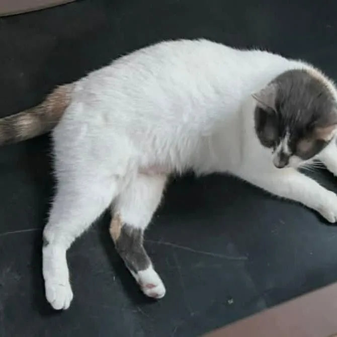 An adult small-sized female White Domestic Short Hair cat named Snowdrop for adoption in Frederick, MD