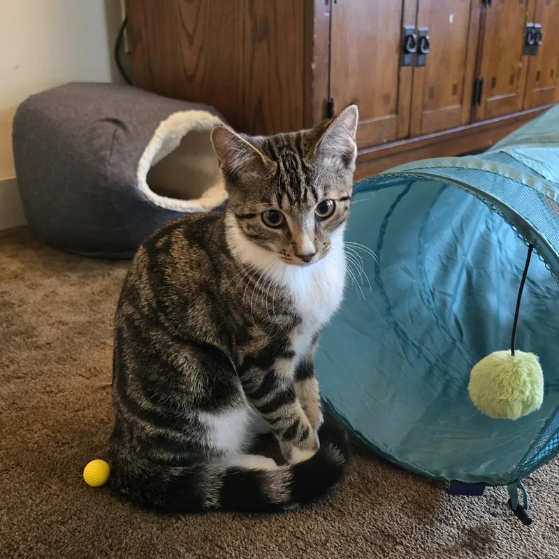 A young medium-sized male Tabby (Tiger Striped) Tabby cat named Rocky for adoption in Medford, MA