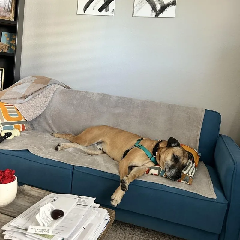 A senior large-sized male Golden Mixed Breed dog named Atlas for adoption in Georgetown, TX