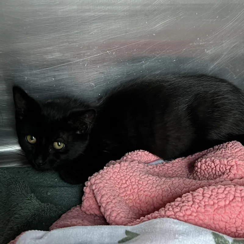 A baby small-sized female Black Domestic Short Hair cat named Santana for adoption in Matteson, IL