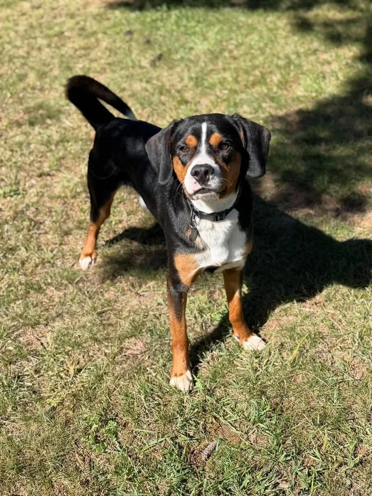 A young medium-sized male Mixed Breed dog named Sven for adoption in Mauston, WI