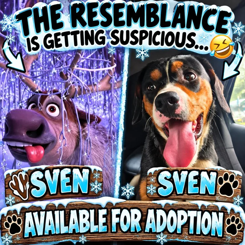 Sven thumbnail 3