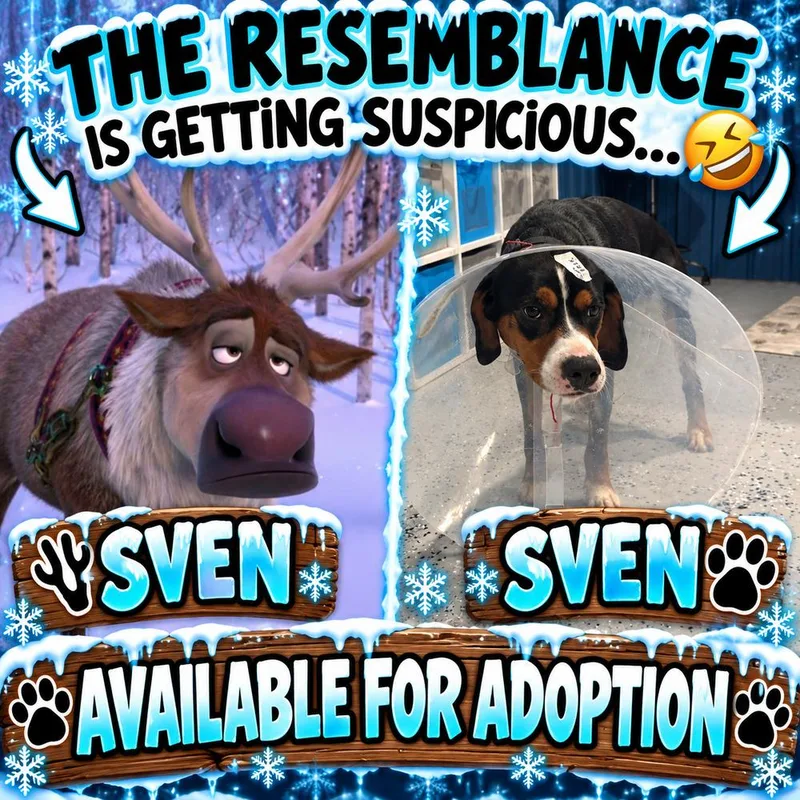 Sven thumbnail 4