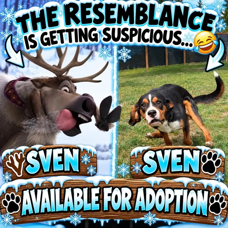 Sven thumbnail 5