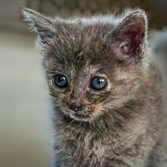 A baby small-sized female Gray / Blue / Silver Domestic Short Hair cat named Rarity for adoption in Chapel Hill, NC