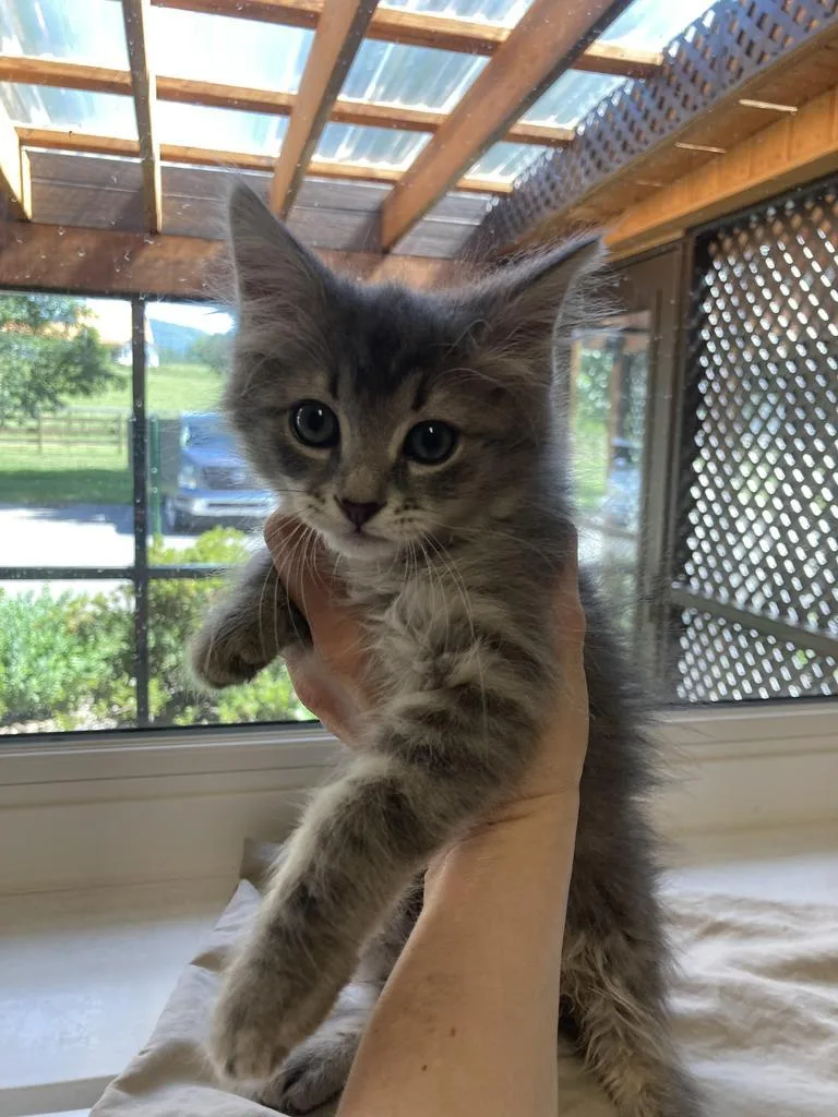 A baby medium-sized female Domestic Short Hair cat named Penni for adoption in Burnsville, NC