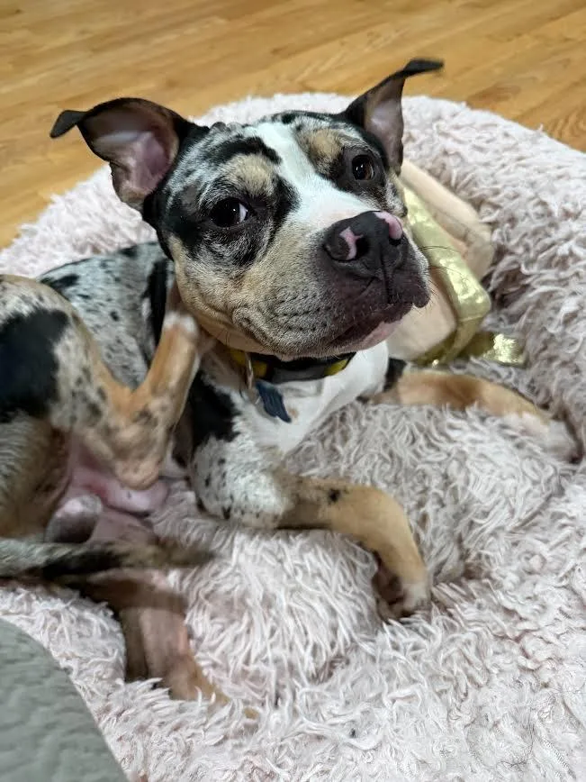 A young medium-sized male Mixed Breed dog named Receptor for adoption in Detroit, MI
