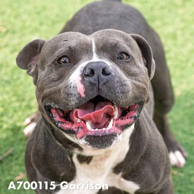 A young large-sized male Pit Bull Terrier dog named Garrison for adoption in Sacramento, CA
