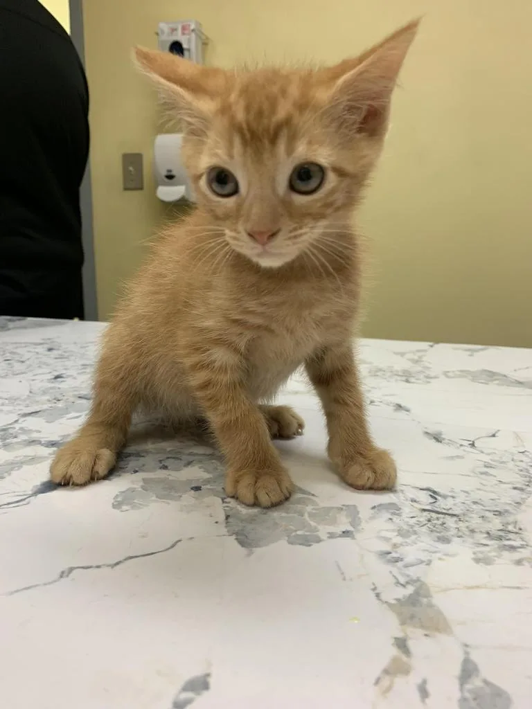 A baby medium-sized male Domestic Short Hair cat named Games for adoption in Florence, SC
