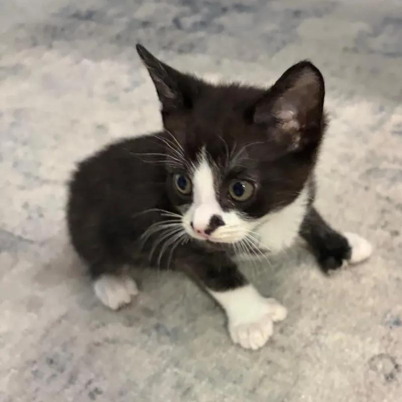 A baby small-sized male Black Domestic Short Hair cat named Peter for adoption in Tustin, CA