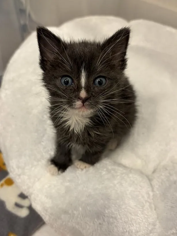 A young medium-sized male Domestic Short Hair cat named Roam for adoption in Denver, CO
