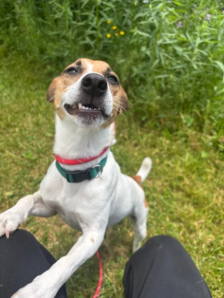 A young small-sized male Jack Russell Terrier dog named Buster for adoption in Olean, NY