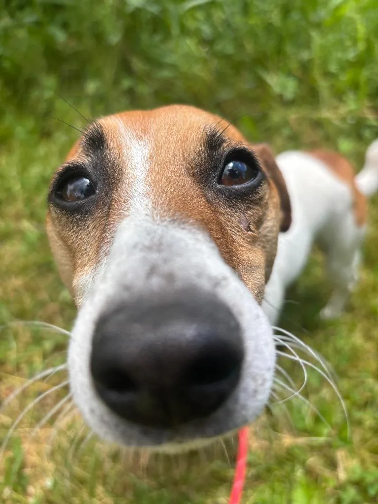 Buster thumbnail 2
