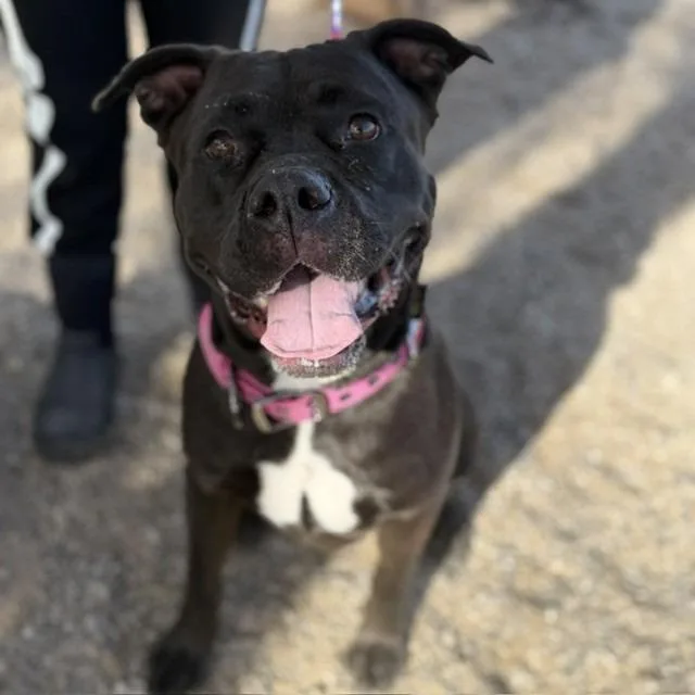 An adult large-sized female Black Pit Bull Terrier dog named Ocean for adoption in Bullhead City, AZ