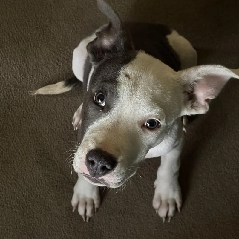A baby medium-sized male Pit Bull Terrier dog named Gibbs for adoption in Attica, MI