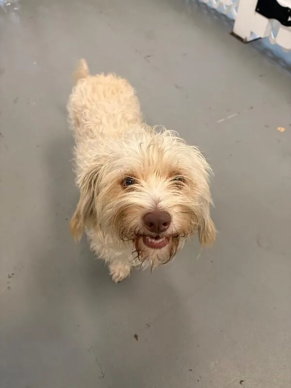A young small-sized male Yellow / Tan / Blond / Fawn Chihuahua dog named Oliver for adoption in Van Nuys, CA