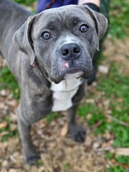 An adult large-sized male Mixed Breed dog named Fenugreek for adoption in Chamblee, GA