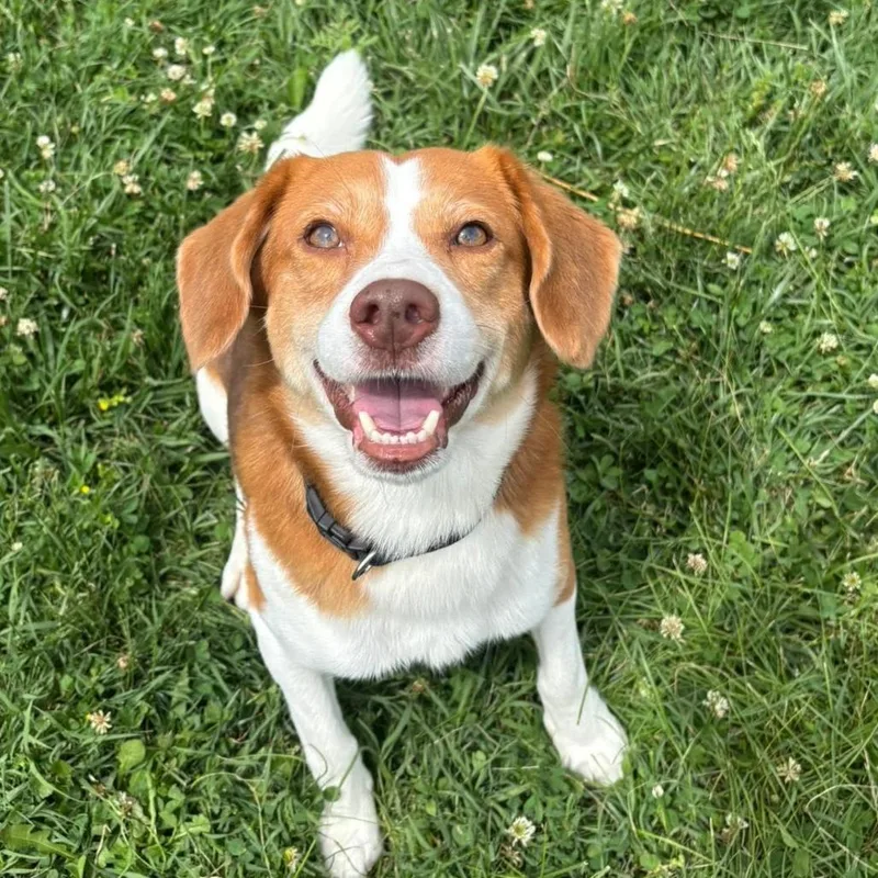 A young medium-sized male Black Beagle dog named Warden for adoption in Waynesboro, PA