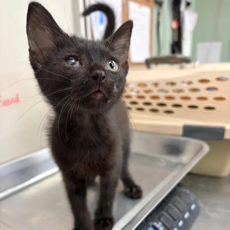 A baby small-sized female Black Domestic Short Hair cat named Yoshi for adoption in West Point, MS