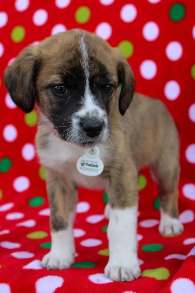 Sundance thumbnail 3