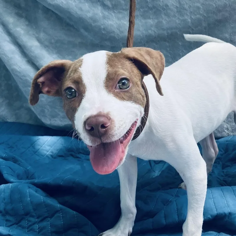 A baby small-sized female White / Cream Mixed Breed dog named Sissy for adoption in Pulaski, TN