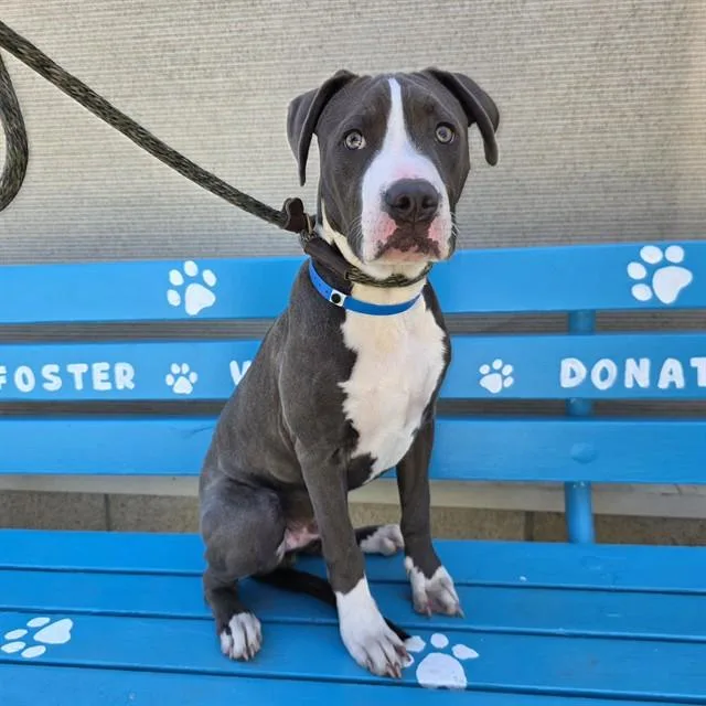 A young medium-sized male Pit Bull Terrier dog named Distinguished Gentleman for adoption in Long Beach, CA