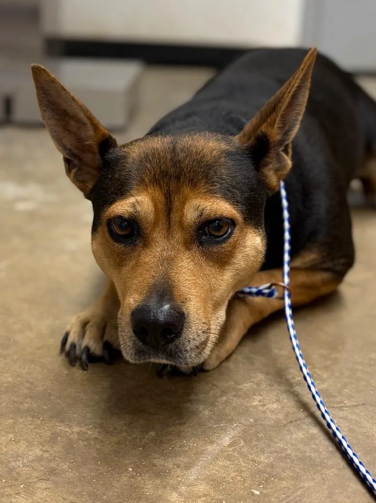 An adult medium-sized female Mixed Breed dog named Rosa for adoption in Lockhart, TX