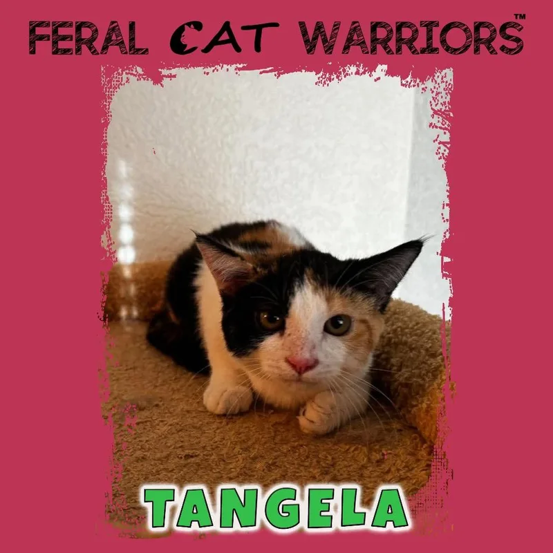 A baby small-sized female Calico Domestic Short Hair cat named Tangela for adoption in Kingman, AZ