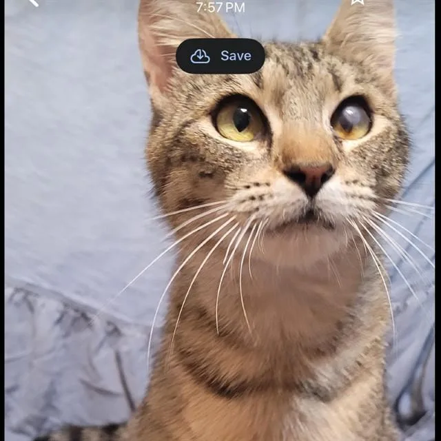 A young medium-sized female Domestic Short Hair cat named Pepsi for adoption in Auburn, CA