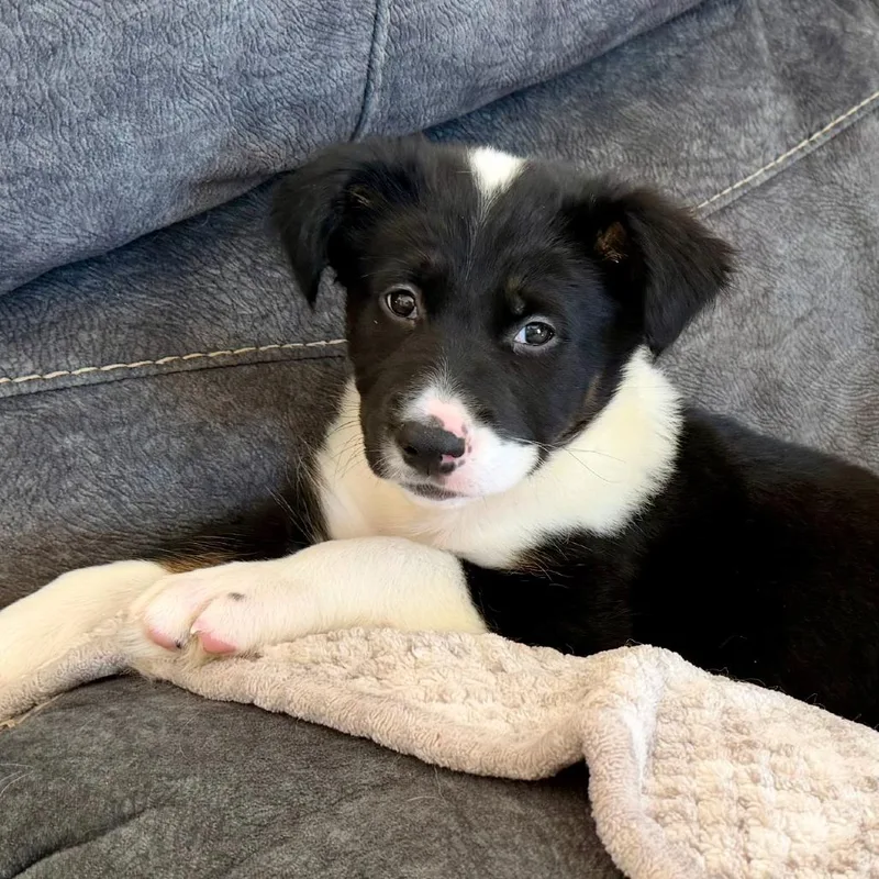 A baby medium-sized male Black German Shepherd Dog dog named Jagger for adoption in Brainerd, MN