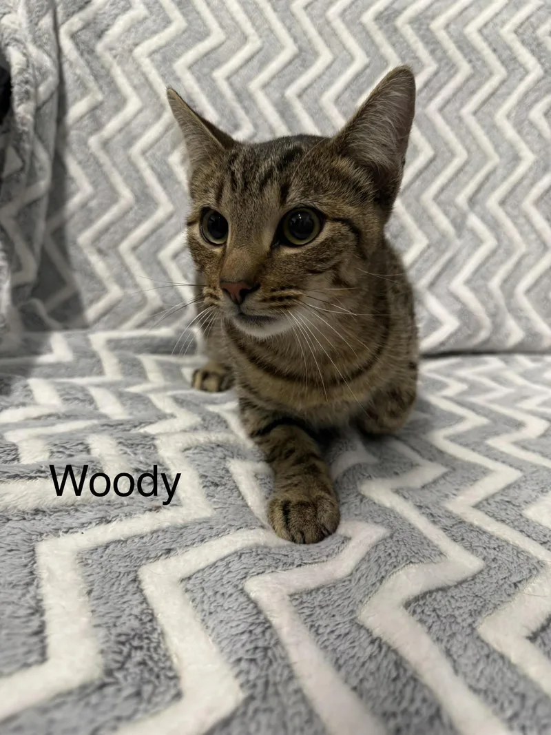 A young large-sized male Tabby (Brown / Chocolate) Domestic Short Hair cat named Woody for adoption in Taylorsville, KY