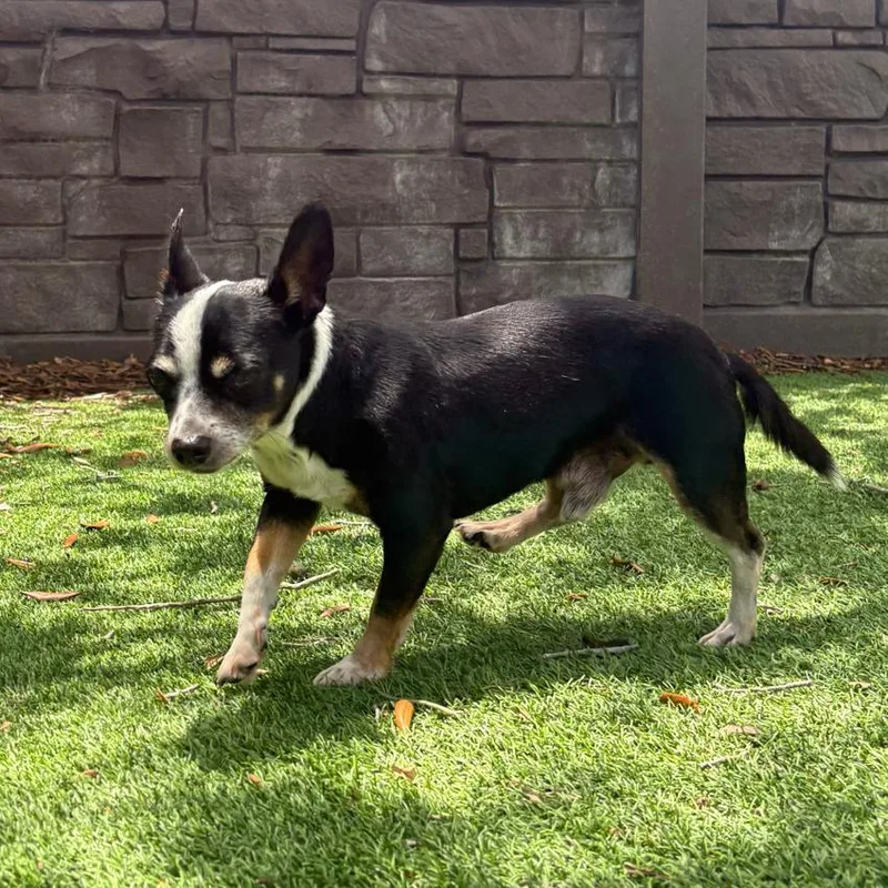 Soren