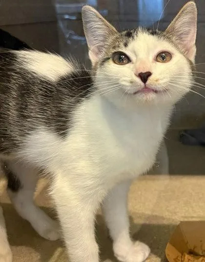 A young small-sized female Domestic Short Hair cat named Gracie for adoption in Washington, DC