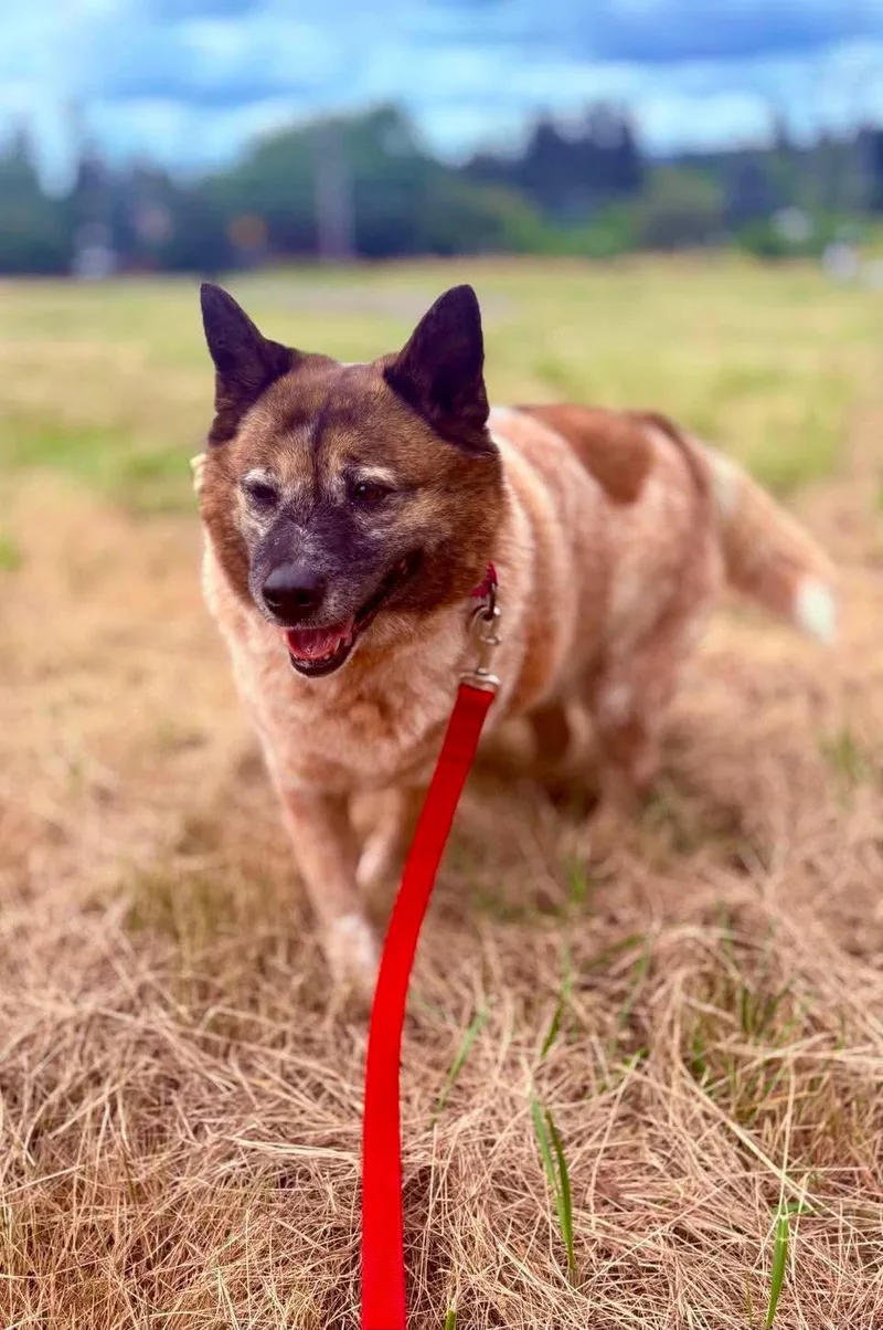 A senior medium-sized female Golden Australian Cattle Dog / Blue Heeler dog named Tawny for adoption in Beavercreek, OR