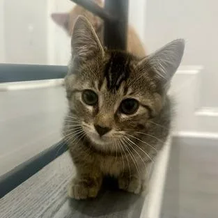 A baby small-sized male Gray / Blue / Silver Domestic Short Hair cat named Milo for adoption in Fairfax Station, VA