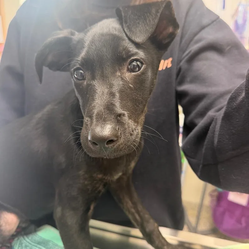 A young medium-sized female Black Mixed Breed dog named Brooke for adoption in Red House, WV