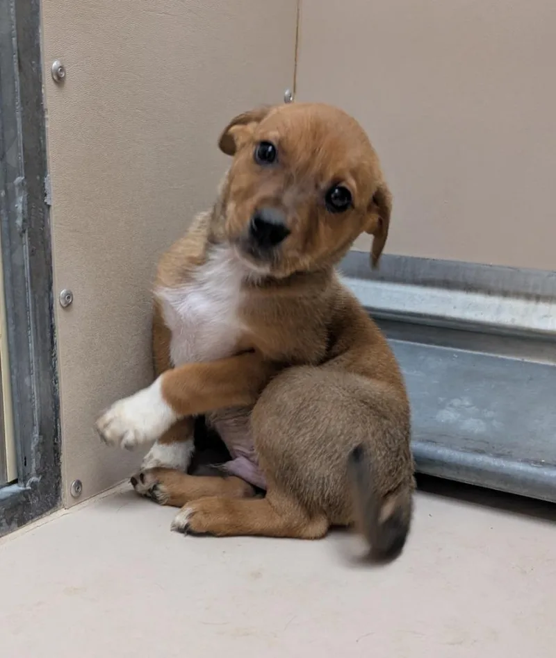A baby medium-sized male Mixed Breed dog named Sleepy for adoption in Havre, MT