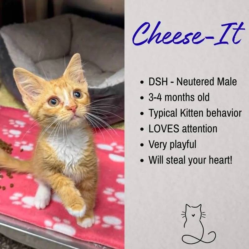 A young medium-sized male Tabby (Orange / Red) Domestic Short Hair cat named Cheese It for adoption in Junction City, KS