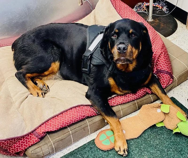An adult large-sized female Black Rottweiler dog named Dottie for adoption in Westport, CT