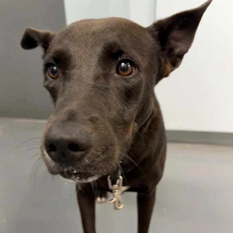 An adult medium-sized female Mixed Breed dog named Dana for adoption in Roanoke, VA