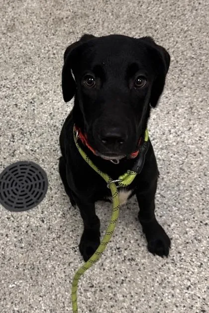 A baby medium-sized male Black Labrador Retriever dog named Harry for adoption in Kansas City, MO