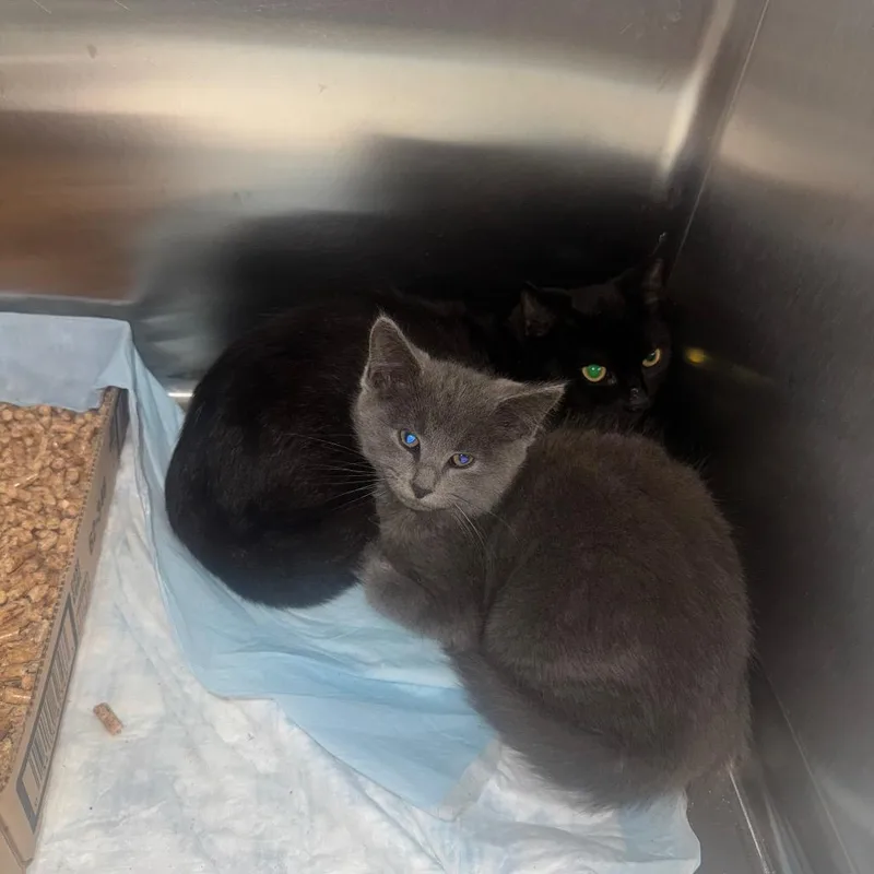 A baby small-sized female Black Domestic Short Hair cat named Minnie for adoption in Shinnston, WV