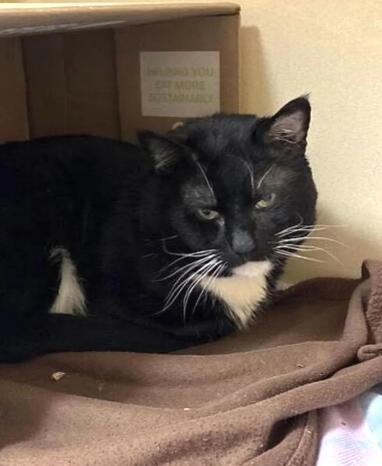 An adult medium-sized male Black Domestic Short Hair cat named Dizzy for adoption in Elyria, OH