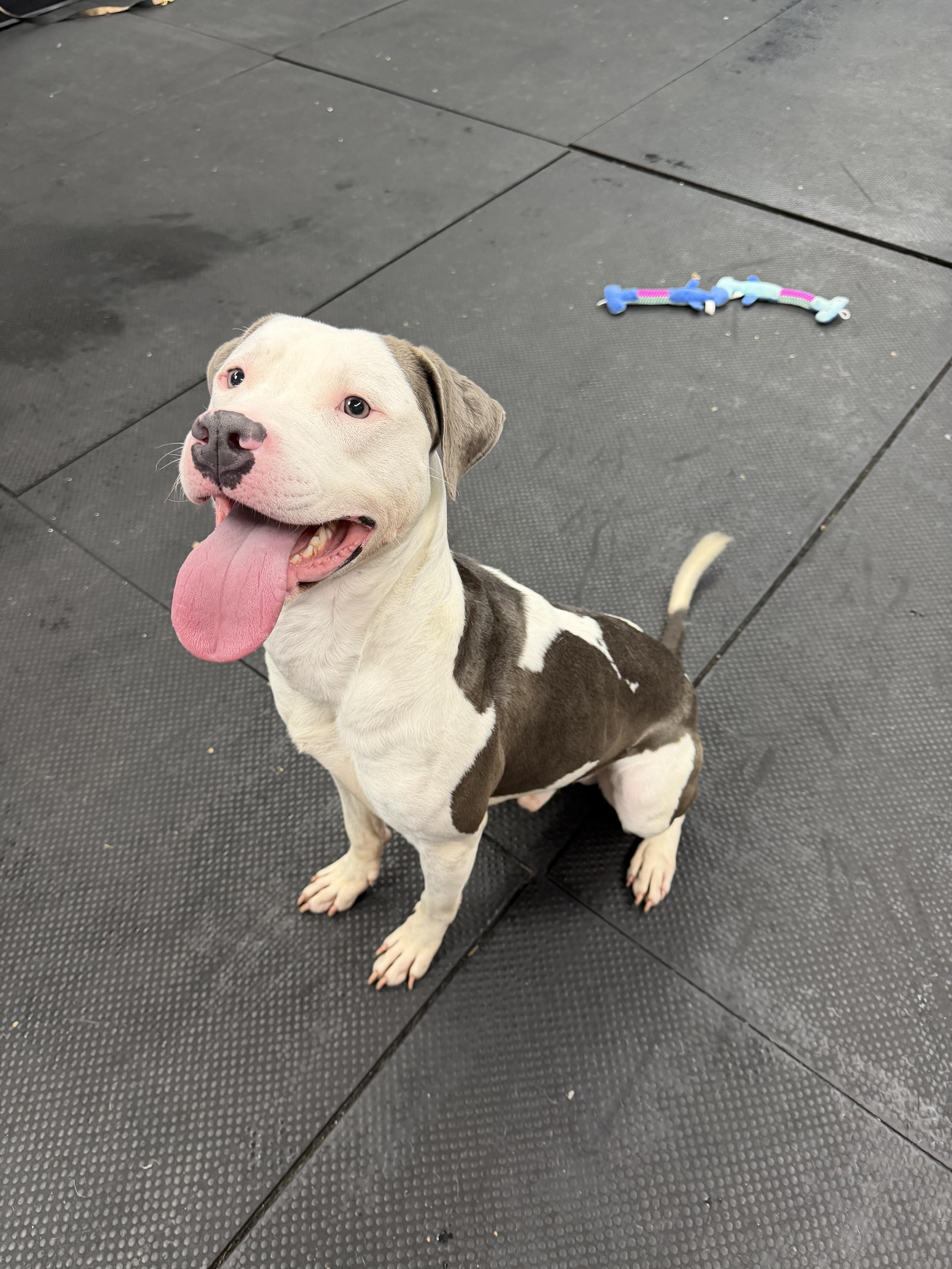 A young medium-sized male Pit Bull Terrier dog named Sesame for adoption in Vernon Hills, IL