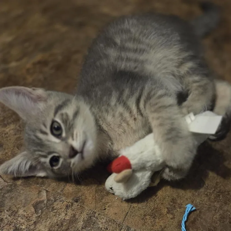 A baby small-sized female Gray / Blue / Silver Domestic Short Hair cat named Raleigh for adoption in Wichita, KS