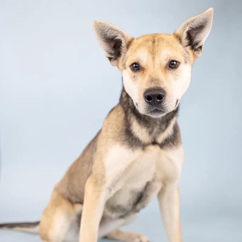An adult medium-sized female Apricot / Beige Mixed Breed dog named Cali for adoption in Portland, OR