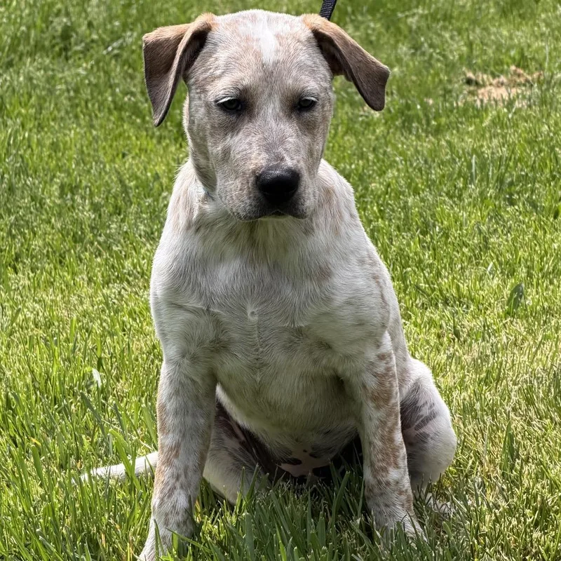 A baby medium-sized female White / Cream Cattle Dog dog named Clara for adoption in Crystal, MN