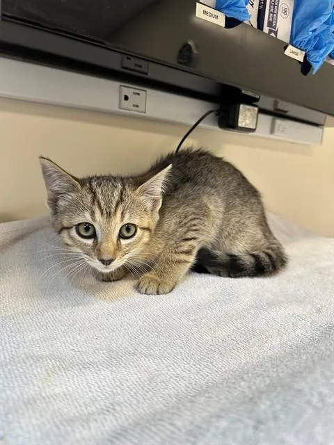 A baby small-sized female Domestic Short Hair cat named Lilly for adoption in San Luis Obispo, CA